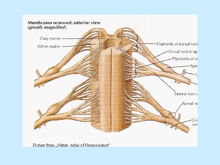 Picture from „Netter: Atlas of Neuroscience“ 