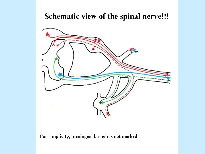 Schematic view of the spinal nerve!!! For simplicity, meningeal branch is not marked 