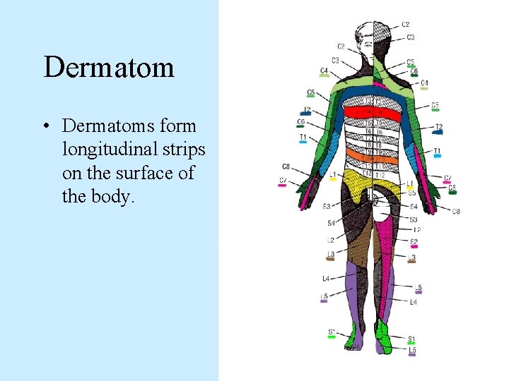 Dermatom • Dermatoms form longitudinal strips on the surface of the body. 