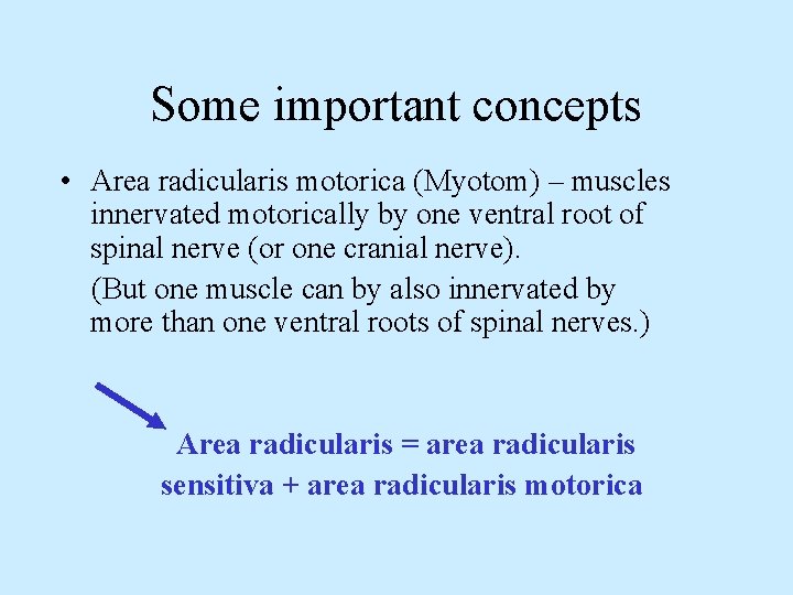 Some important concepts • Area radicularis motorica (Myotom) – muscles innervated motorically by one