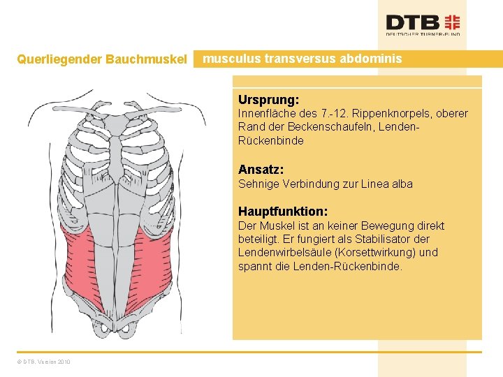 Querliegender Bauchmuskel musculus transversus abdominis Ursprung: Innenfläche des 7. -12. Rippenknorpels, oberer Rand der