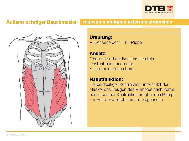 Äußerer schräger Bauchmuskel musculus obliquus externus abdominis Ursprung: Außenseite der 5. -12. Rippe Ansatz: