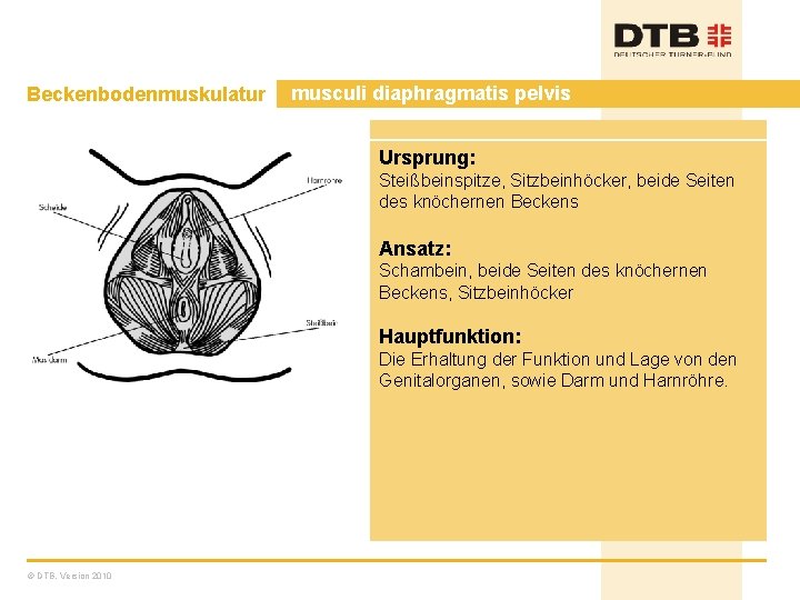 Beckenbodenmuskulatur musculi diaphragmatis pelvis Ursprung: Steißbeinspitze, Sitzbeinhöcker, beide Seiten des knöchernen Beckens Ansatz: Schambein,