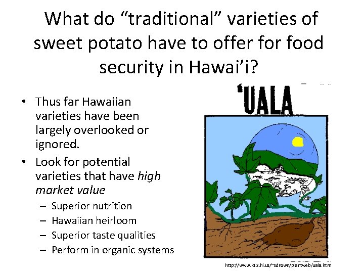  What do “traditional” varieties of sweet potato have to offer food security in