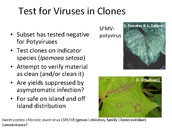 Test for Viruses in Clones • Subset has tested negative for Potyviruses • Test