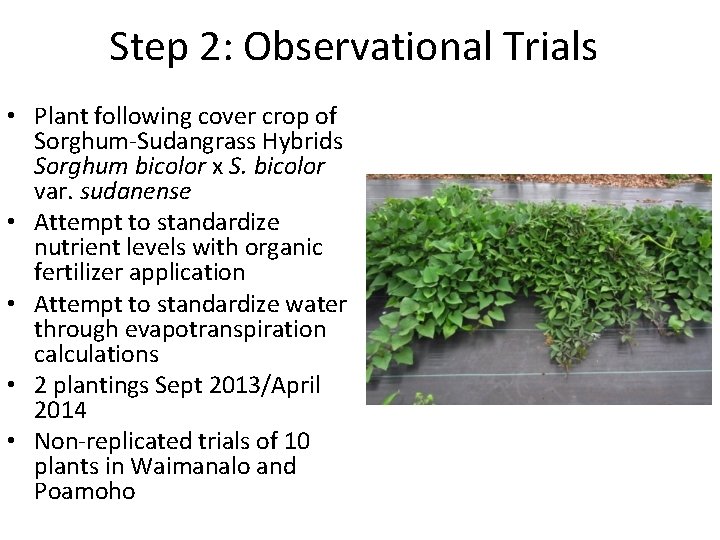Step 2: Observational Trials • Plant following cover crop of Sorghum-Sudangrass Hybrids Sorghum bicolor
