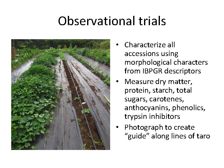 Observational trials • Characterize all accessions using morphological characters from IBPGR descriptors • Measure