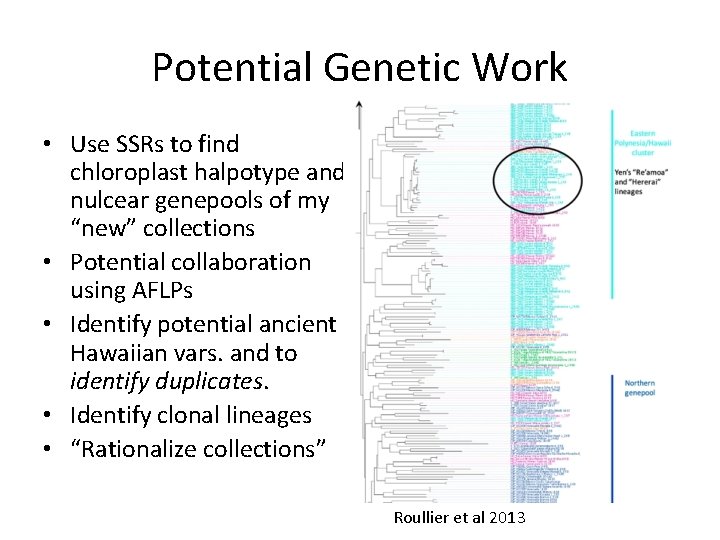 Potential Genetic Work • Use SSRs to find chloroplast halpotype and nulcear genepools of