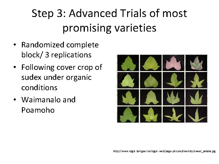 Step 3: Advanced Trials of most promising varieties • Randomized complete block/ 3 replications