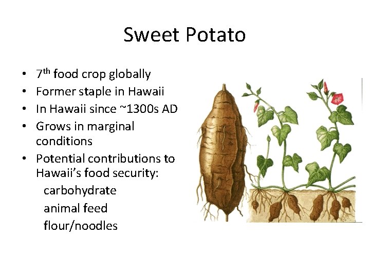 Sweet Potato 7 th food crop globally Former staple in Hawaii In Hawaii since