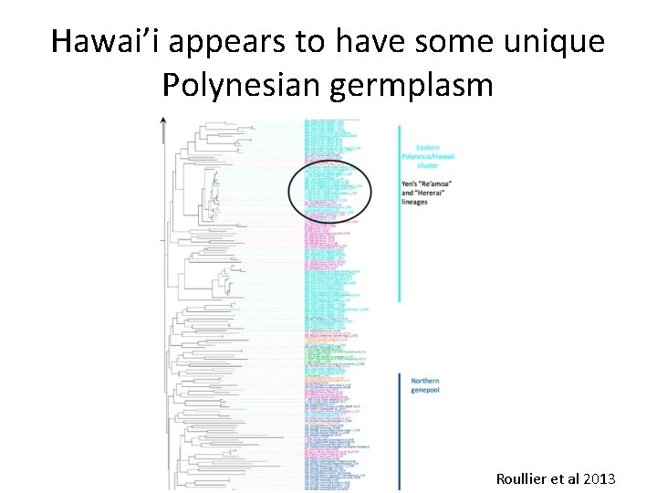 Hawai’i appears to have some unique Polynesian germplasm Roullier et al 2013 