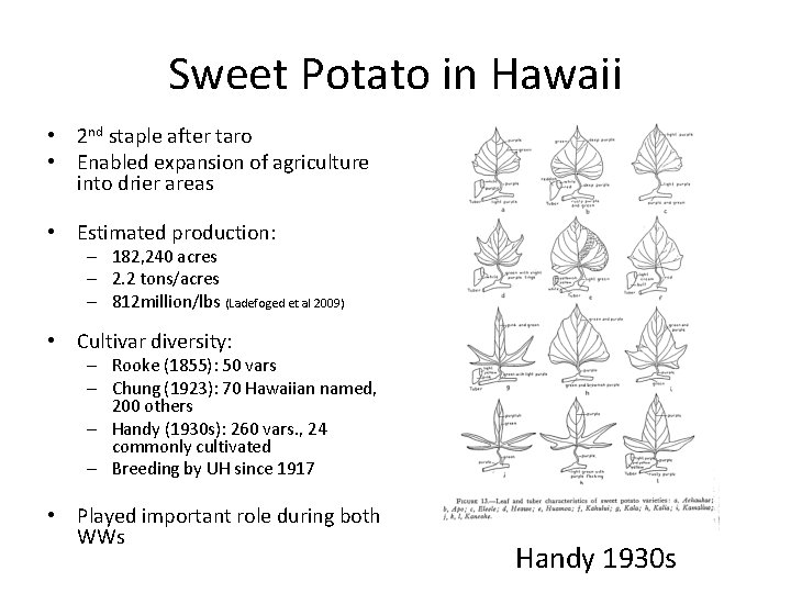 Sweet Potato in Hawaii • 2 nd staple after taro • Enabled expansion of