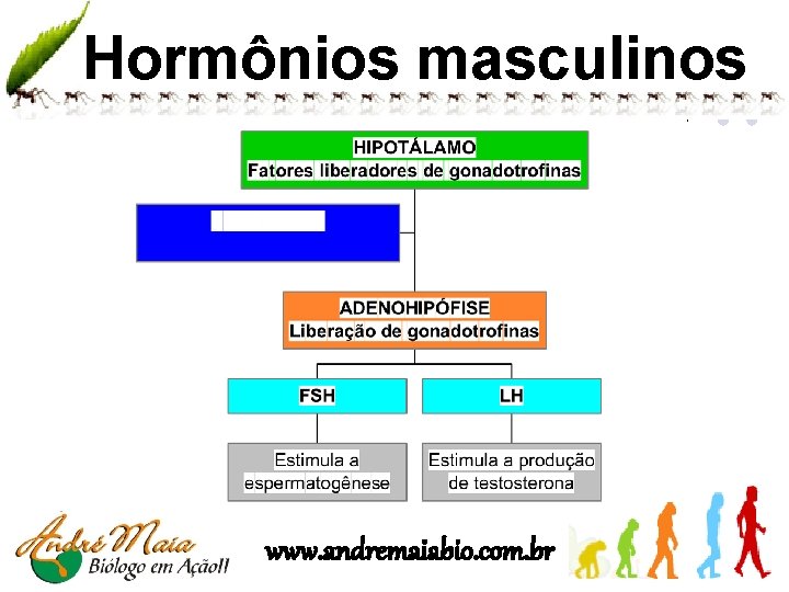 Hormônios masculinos www. andremaiabio. com. br 