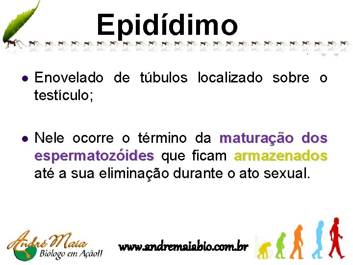 Epidídimo l Enovelado de túbulos localizado sobre o testículo; l Nele ocorre o término