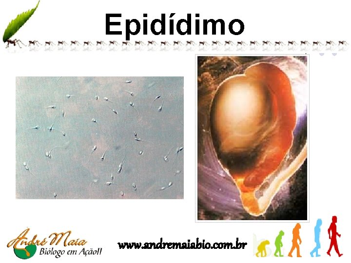 Epidídimo www. andremaiabio. com. br 