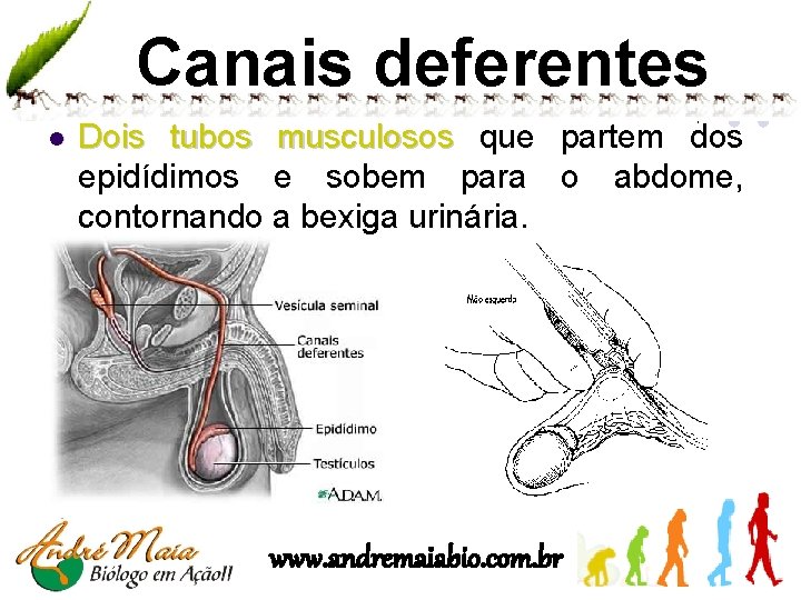 Canais deferentes l Dois tubos musculosos que partem dos epidídimos e sobem para o