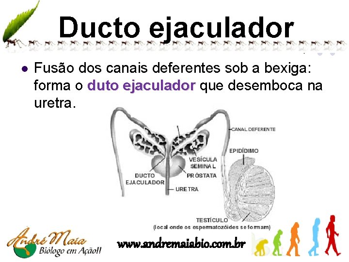 Ducto ejaculador l Fusão dos canais deferentes sob a bexiga: forma o duto ejaculador