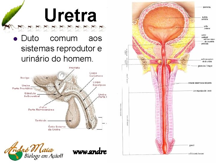 Uretra l Duto comum aos sistemas reprodutor e urinário do homem. www. andremaiabio. com.