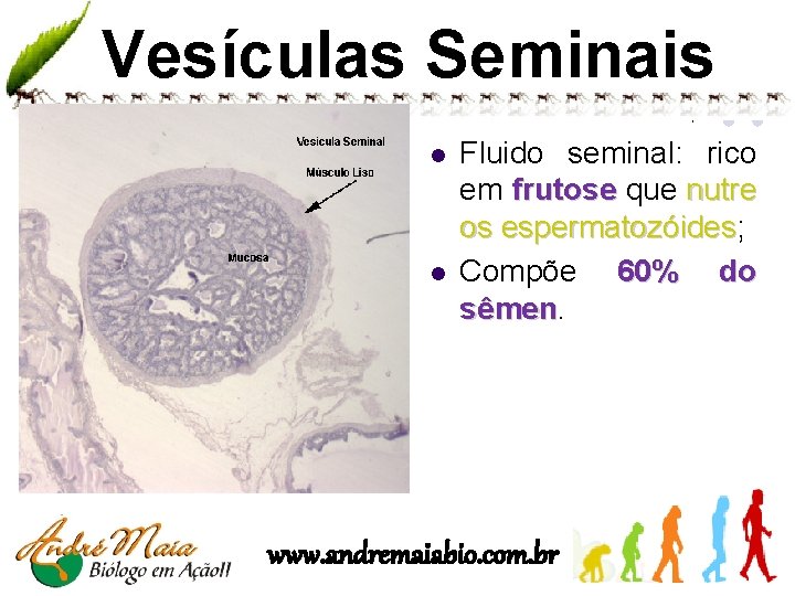 Vesículas Seminais l l Fluido seminal: rico em frutose que nutre os espermatozóides; espermatozóides