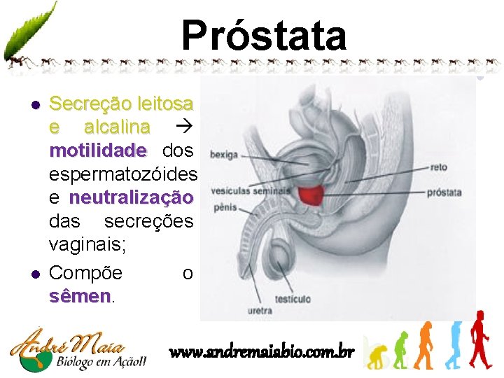 Próstata l l Secreção leitosa e alcalina motilidade dos espermatozóides e neutralização das secreções