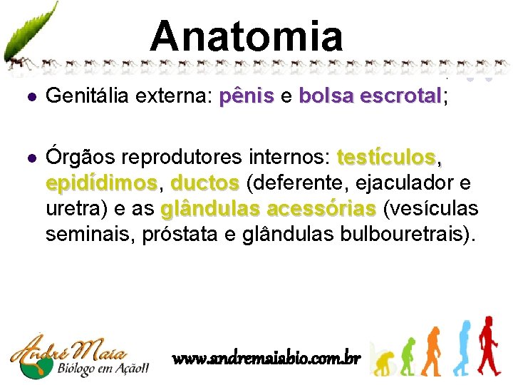 Anatomia l Genitália externa: pênis e bolsa escrotal; escrotal l Órgãos reprodutores internos: testículos,