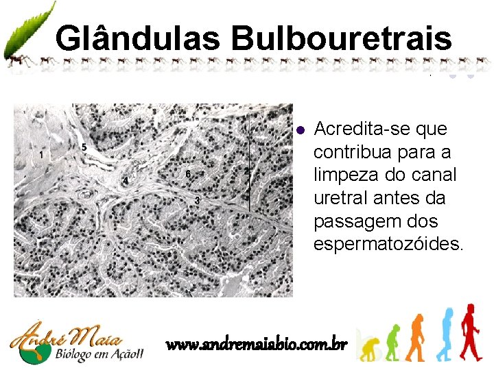 Glândulas Bulbouretrais l Acredita-se que contribua para a limpeza do canal uretral antes da
