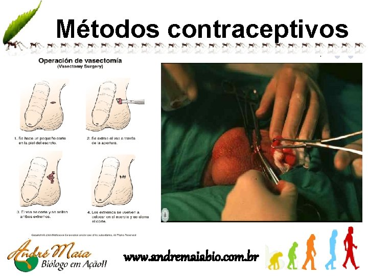Métodos contraceptivos www. andremaiabio. com. br 