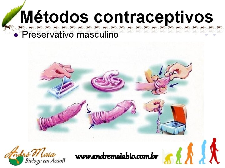 Métodos contraceptivos l Preservativo masculino www. andremaiabio. com. br 