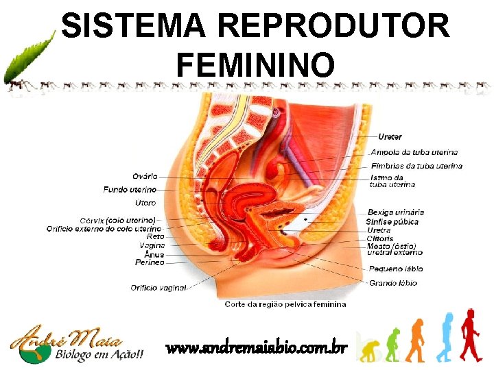 SISTEMA REPRODUTOR FEMININO www. andremaiabio. com. br 