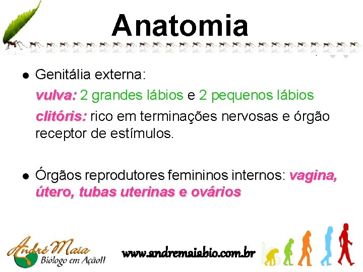 Anatomia l Genitália externa: vulva: 2 grandes lábios e 2 pequenos lábios clitóris: rico