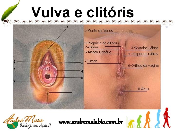Vulva e clitóris www. andremaiabio. com. br 