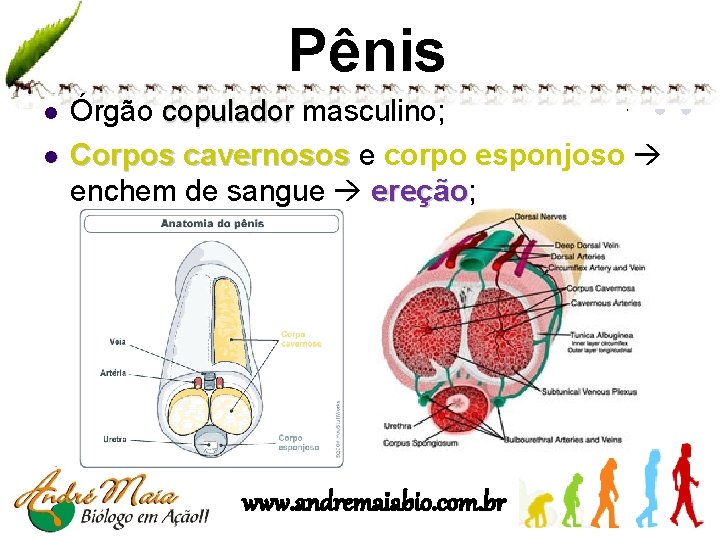 Pênis l l Órgão copulador masculino; Corpos cavernosos e corpo esponjoso enchem de sangue