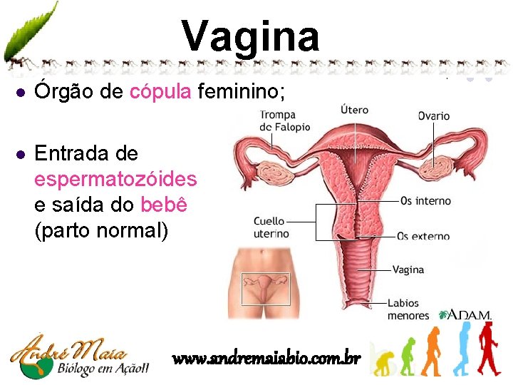 Vagina l Órgão de cópula feminino; l Entrada de espermatozóides e saída do bebê