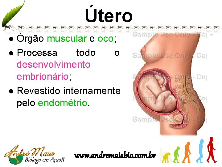 Útero Órgão muscular e oco; l Processa todo o desenvolvimento embrionário; l Revestido internamente