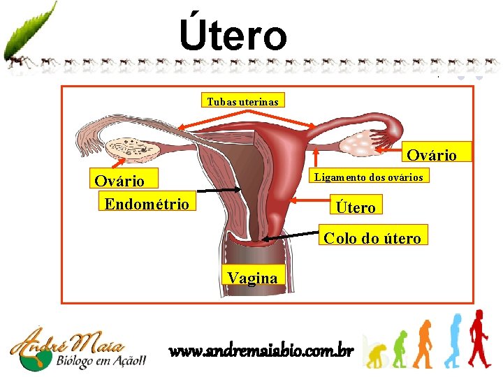 Útero Tubas uterinas Ovário Ligamento dos ovários Ovário Endométrio Útero Colo do útero Vagina
