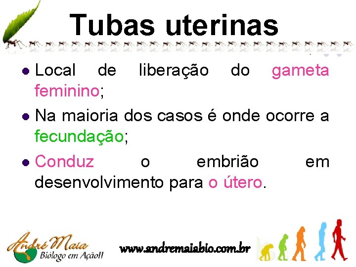 Tubas uterinas Local de liberação do gameta feminino; l Na maioria dos casos é