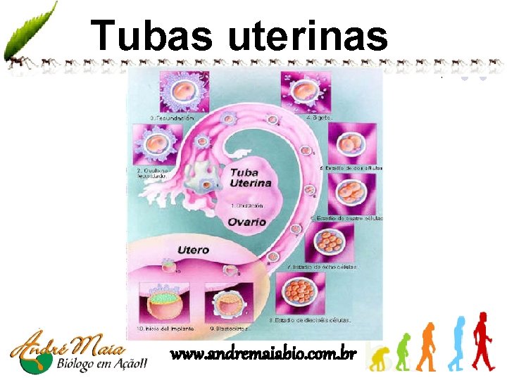 Tubas uterinas www. andremaiabio. com. br 