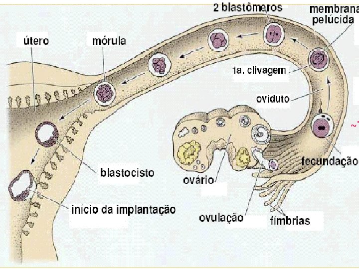 www. andremaiabio. com. br 