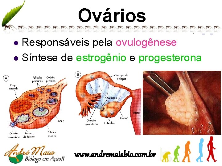 Ovários Responsáveis pela ovulogênese l Síntese de estrogênio e progesterona l www. andremaiabio. com.