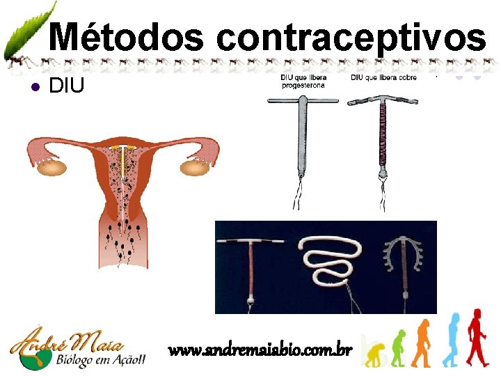 Métodos contraceptivos l DIU www. andremaiabio. com. br 