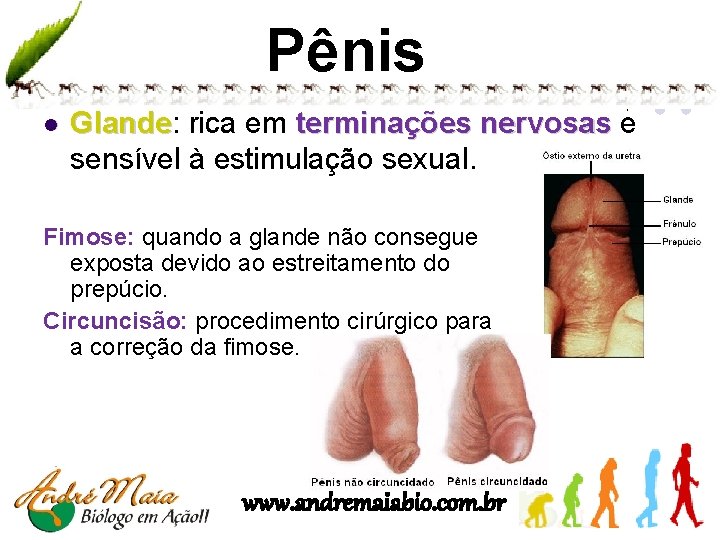 Pênis l Glande: Glande rica em terminações nervosas e sensível à estimulação sexual. Fimose: