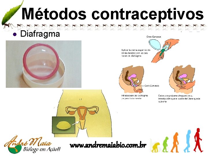 Métodos contraceptivos l Diafragma www. andremaiabio. com. br 