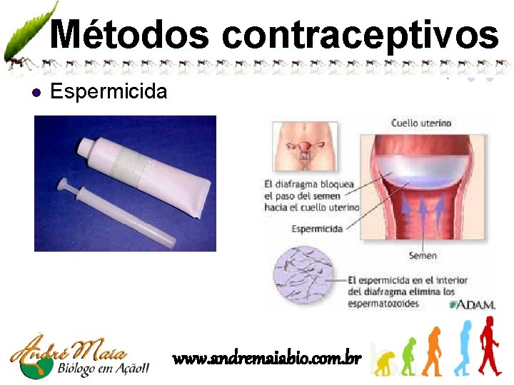 Métodos contraceptivos l Espermicida www. andremaiabio. com. br 