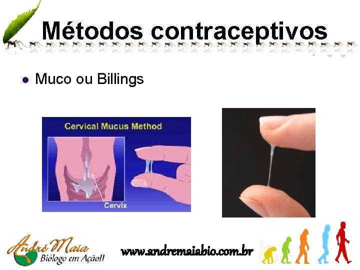 Métodos contraceptivos l Muco ou Billings www. andremaiabio. com. br 