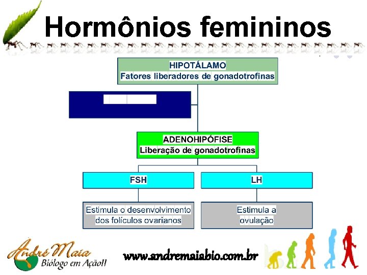 Hormônios femininos www. andremaiabio. com. br 