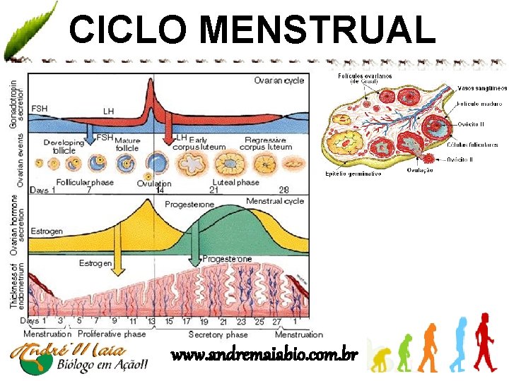 CICLO MENSTRUAL www. andremaiabio. com. br 