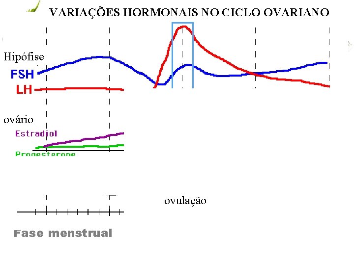VARIAÇÕES HORMONAIS NO CICLO OVARIANO Hipófise ovário ovulação Fase menstrual www. andremaiabio. com. br