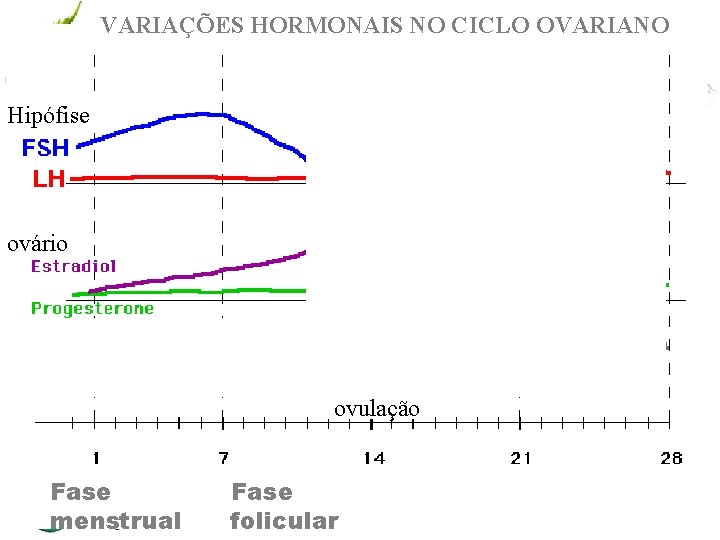 VARIAÇÕES HORMONAIS NO CICLO OVARIANO Hipófise ovário ovulação Fase menstrual Fase www. andremaiabio. com.