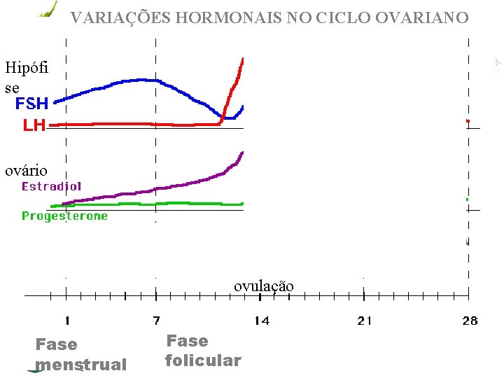 VARIAÇÕES HORMONAIS NO CICLO OVARIANO Hipófi se ovário ovulação Fase menstrual Fase www. andremaiabio.