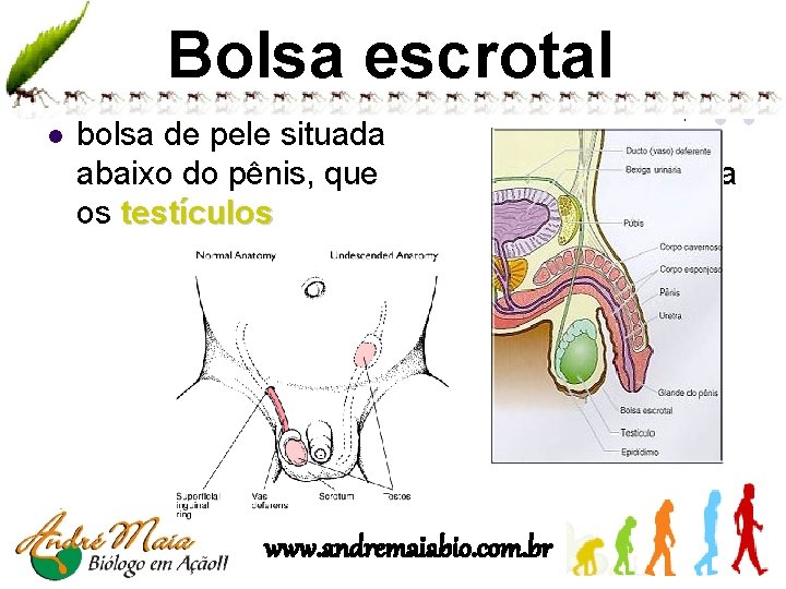 Bolsa escrotal l bolsa de pele situada abaixo do pênis, que os testículos www.